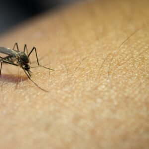 3 step Mosquito