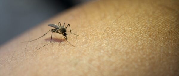 3 step Mosquito
