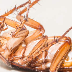 4D cockroach control and Ant control