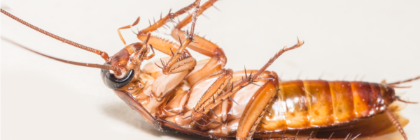 4D cockroach control and Ant control