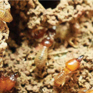 Termite – 1 Year Warranty