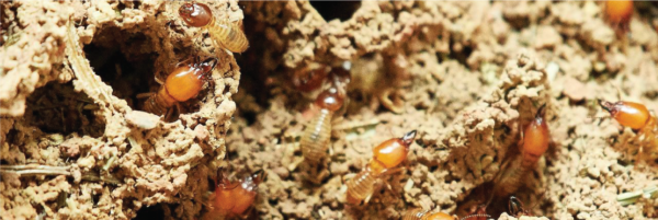 Termite - 1 Year Warranty